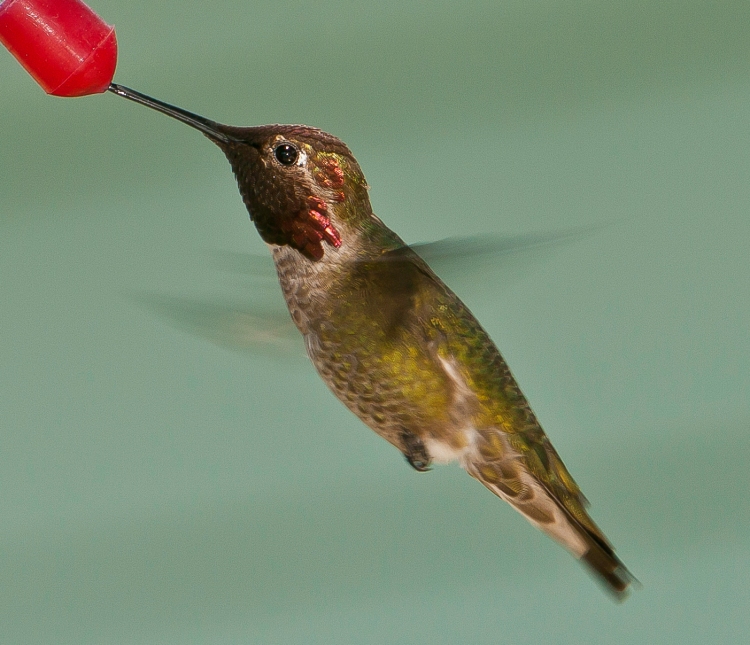 Ruby Throated Hummingbird-1